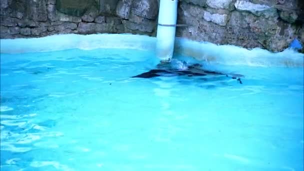 Sello Sumerge Bajo Agua Piscina — Vídeo de stock