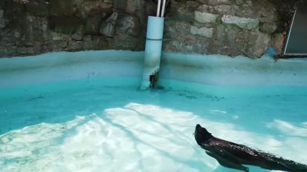 Sello Flotando Superficie Del Agua Una Piscina Cristalina — Vídeo de stock