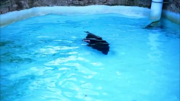 Seal Dives Underwater Pool — Stock Video