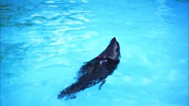 Tuleň Potápí Pod Vodou Bazénu — Stock video