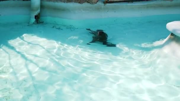 Seal Floating Surface Water Crystal Clear Pool — Stock Video