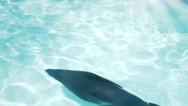 八透明なプール内の水面に浮くシール — ストック動画