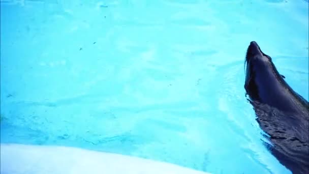 Zeehond Duikt Onder Water Het Zwembad — Stockvideo