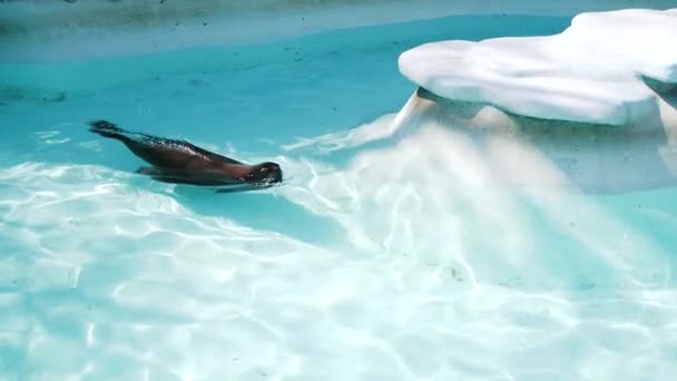 在清澈的水潭中浮在水面上的海豹 — 图库视频影像