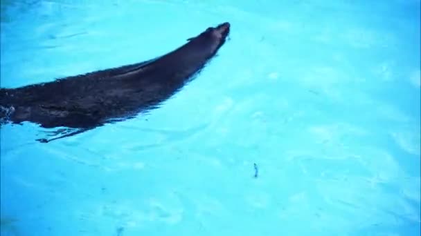 Seal Dives Underwater Pool — Stock Video