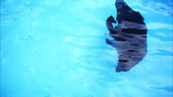 Zeehond Duikt Onder Water Het Zwembad — Stockvideo