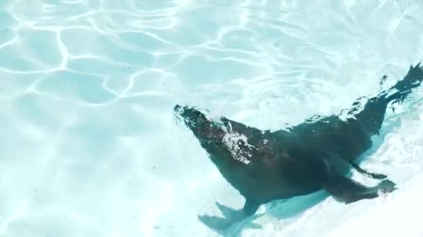 Selo Flutuando Superfície Água Uma Piscina Cristalina — Vídeo de Stock