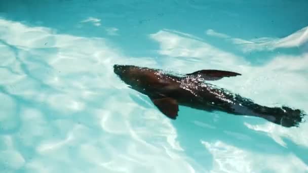 Eine Robbe Die Einem Kristallklaren Pool Auf Der Wasseroberfläche Schwimmt — Stockvideo