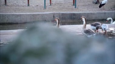 Sudaki iki kaz yiyecek ve dinlenecek yer arıyor.