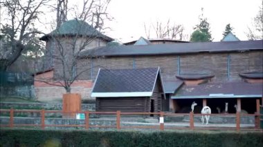 1, bir eko çiftliğinde kapalı bir alanda bir grup lama.