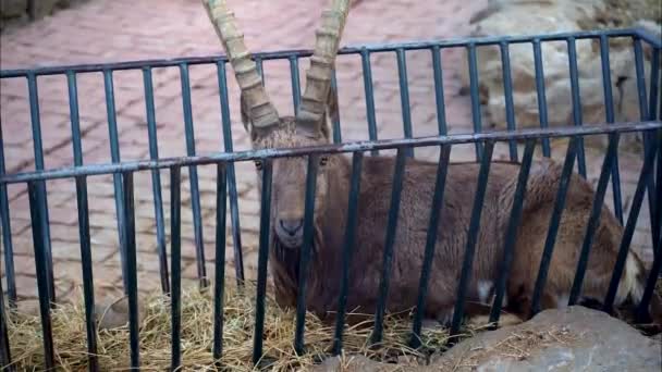 一只大角山羊被困在笼子里躺在干草里 — 图库视频影像