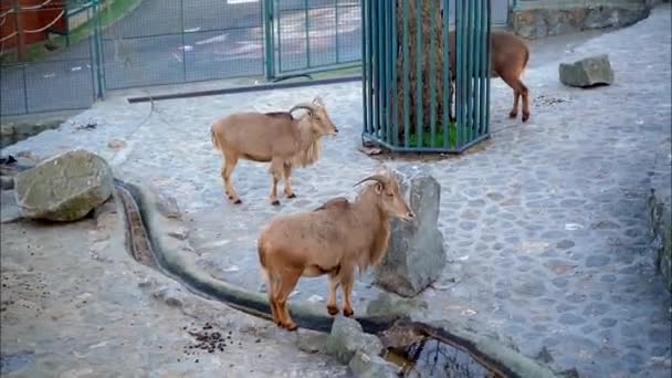 Três Cabras Adultas Com Chifres Grandes — Vídeo de Stock