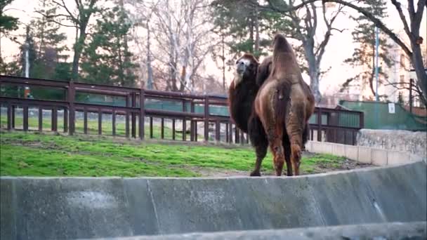 Ein Kamelmännchen Mit Zwei Höckern Das Gras Steht — Stockvideo
