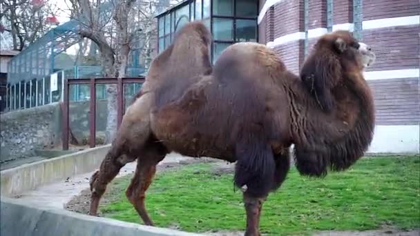 Två Pucklade Kamel Grupperad Hane Stående Gräset — Stockvideo