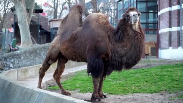 Een Twee Bulten Kameel Gegroepeerde Man Staande Het Gras — Stockvideo