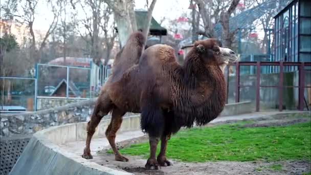 Ein Kamelmännchen Mit Zwei Höckern Das Auf Dem Gras Steht — Stockvideo