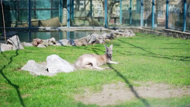 Een Kangoeroe Liggend Buiten Het Groene Gras Koesterend Zon — Stockvideo