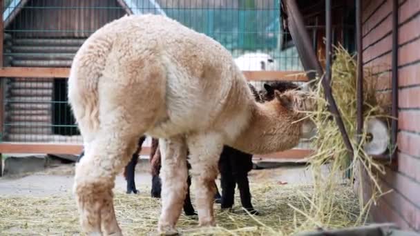 Lama Bianca Mangia Fieno Una Fattoria Biologica — Video Stock