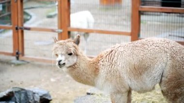 1. Beyaz lama yavaşça sesleniyor ve yemek yiyor