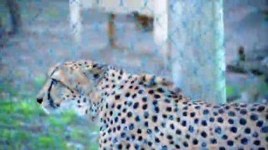 Biri çitin yanındaki kafese kapatılmış büyük bir leopar ve avına bakıyor.