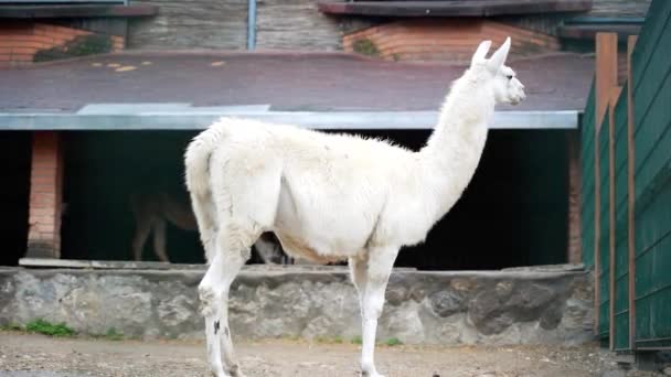 Witte Lama Staat Bij Het Hek Eco Stal — Stockvideo