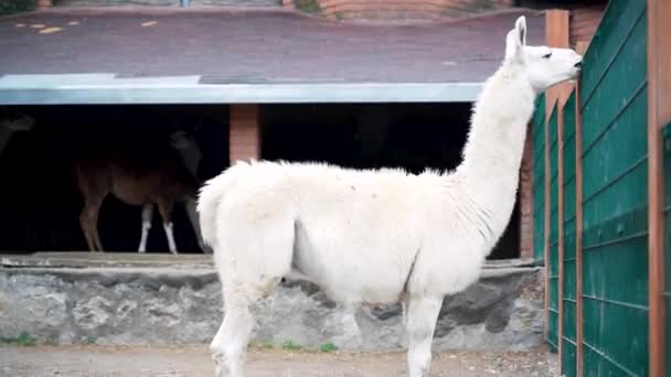 Biały Lama Stoi Przy Ogrodzeniu Gryzie Eco Straganie — Wideo stockowe