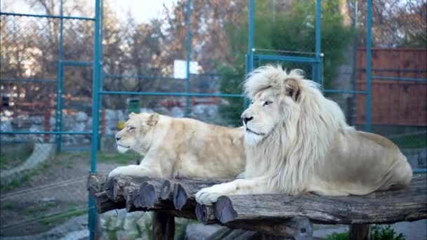 Большой Самец Белого Льва Большим Маном Львицей Сидящий Рядом Ним — стоковое видео