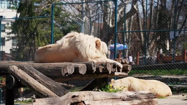 Large White Lion Female White Lion Lie Floor Sleeping Sunbathing — Stock Video