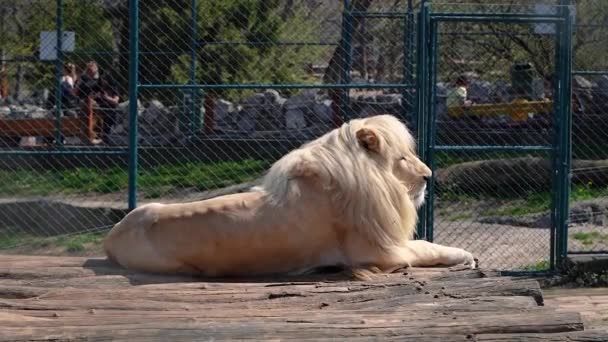 Een Witte Mannelijke Leeuw Ligt Zon Met Een Grote Manen — Stockvideo