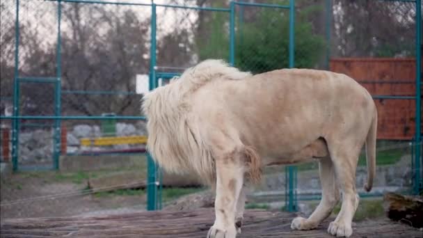 Ein Erwachsener Männlicher Löwe Beobachtet Schweigend Die Beute Einem Käfig — Stockvideo