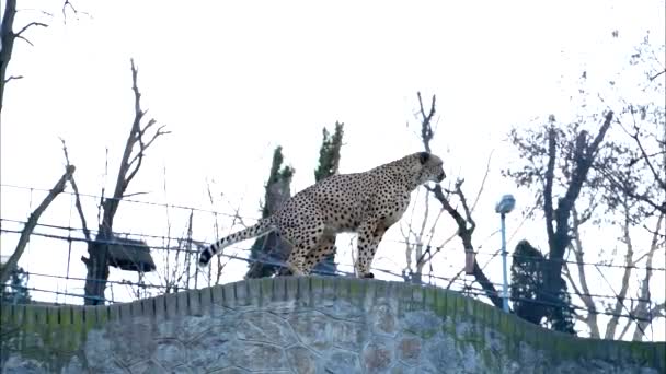 Leopardo Grande Esticado Topo Realiza Uma Grande Micção — Vídeo de Stock