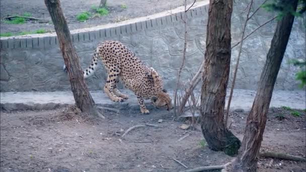 Vackra Långa Leopard Med Svarta Prickar Och Lång Svans Luktar — Stockvideo