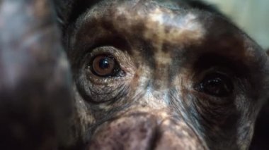 Kahverengi gözlü maymun gözlerini kapat.