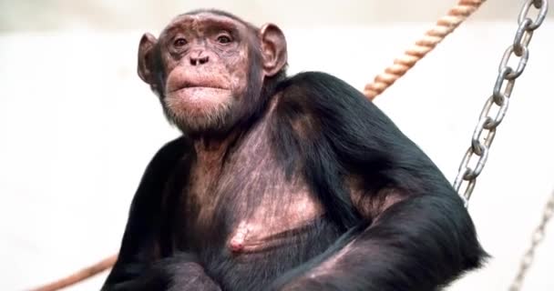 Chimpanzé Femelle Grattant — Video