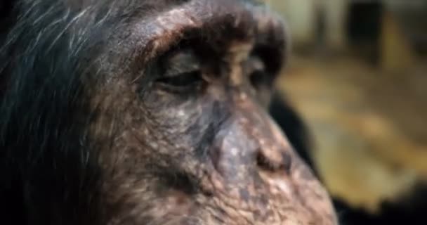 一只黑猩猩的猴子在靠近她的地方记录了下来 在那里她可以清楚地看到她的眼睛和鼻子 她在喊着要食物 — 图库视频影像