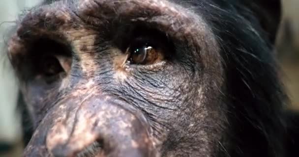 Macaco Chimpanzé Perto Onde Olhos Nariz São Claramente Visíveis Coçar — Vídeo de Stock