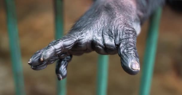 1ケージのバーを通して挨拶し 見て手を与えるチンパンジーのサル — ストック動画
