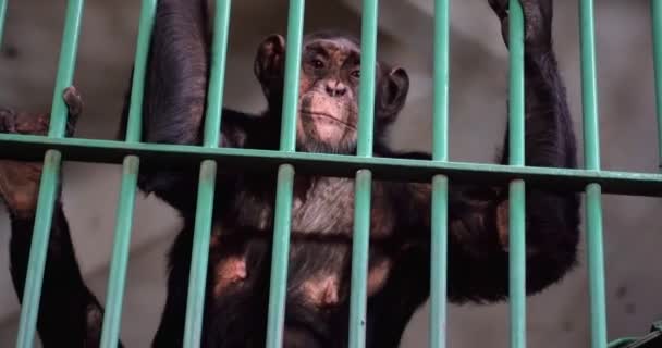 1金属グリルの後ろに閉じられたチンパンジーのサル屋内と悲しそうにそれらを通して見て — ストック動画