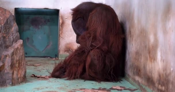 Una Hembra Mono Orangután Sentada Avergonzada Delante Cámara — Vídeo de stock