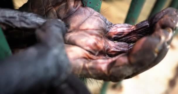 一只猴子的手靠得很近 显示了整个手掌和指甲 — 图库视频影像