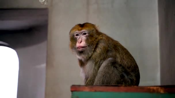 Ein Affe Drinnen Beim Klettern — Stockvideo