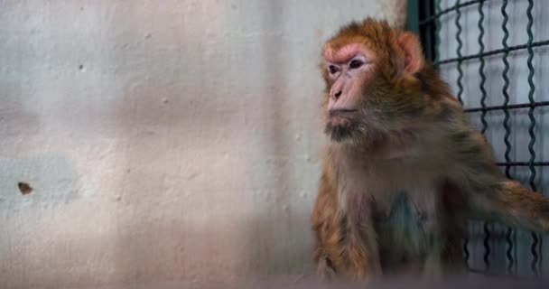 Macaco Entediado Uma Gaiola Fechada — Vídeo de Stock