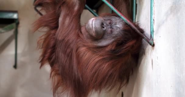 Orangotango Vermelho Pendurado Por Seus Braços Pernas Banco — Vídeo de Stock