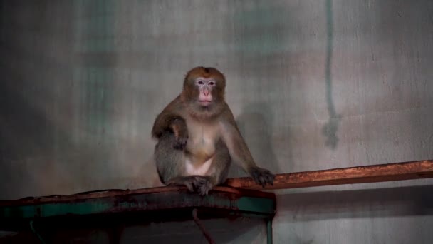 1猿が座って歯を刈っているのが見えた — ストック動画