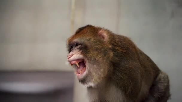 Macaco Irritado Agressivamente Mostrando Seus Dentes Grandes — Vídeo de Stock