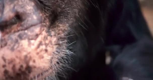 Szympans Małpa Strzał Bliska Jako Zakłopotany — Wideo stockowe
