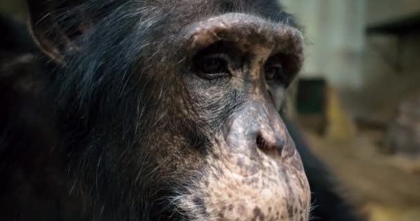 Schimpansengesicht Aus Nächster Nähe Geschossen — Stockvideo