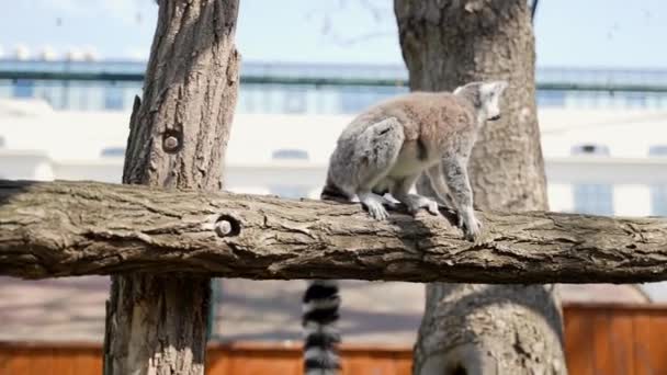 阳光明媚的日子里 一只大黑大白尾巴的狐猴跳到外面的树上 — 图库视频影像