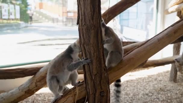 Macacos Lêmure Abrigo Fechado Escalar Ramos Com Grandes Caudas Pretas — Vídeo de Stock