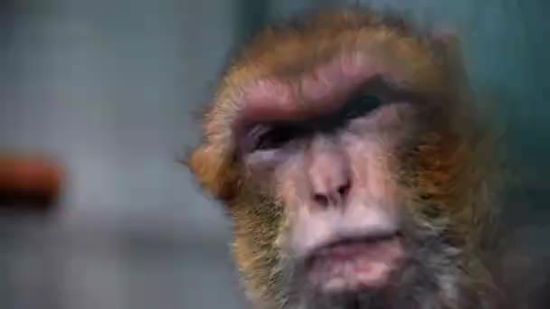 Cabeça Macaco Disparou Perto Enquanto Olha Pensativamente — Vídeo de Stock
